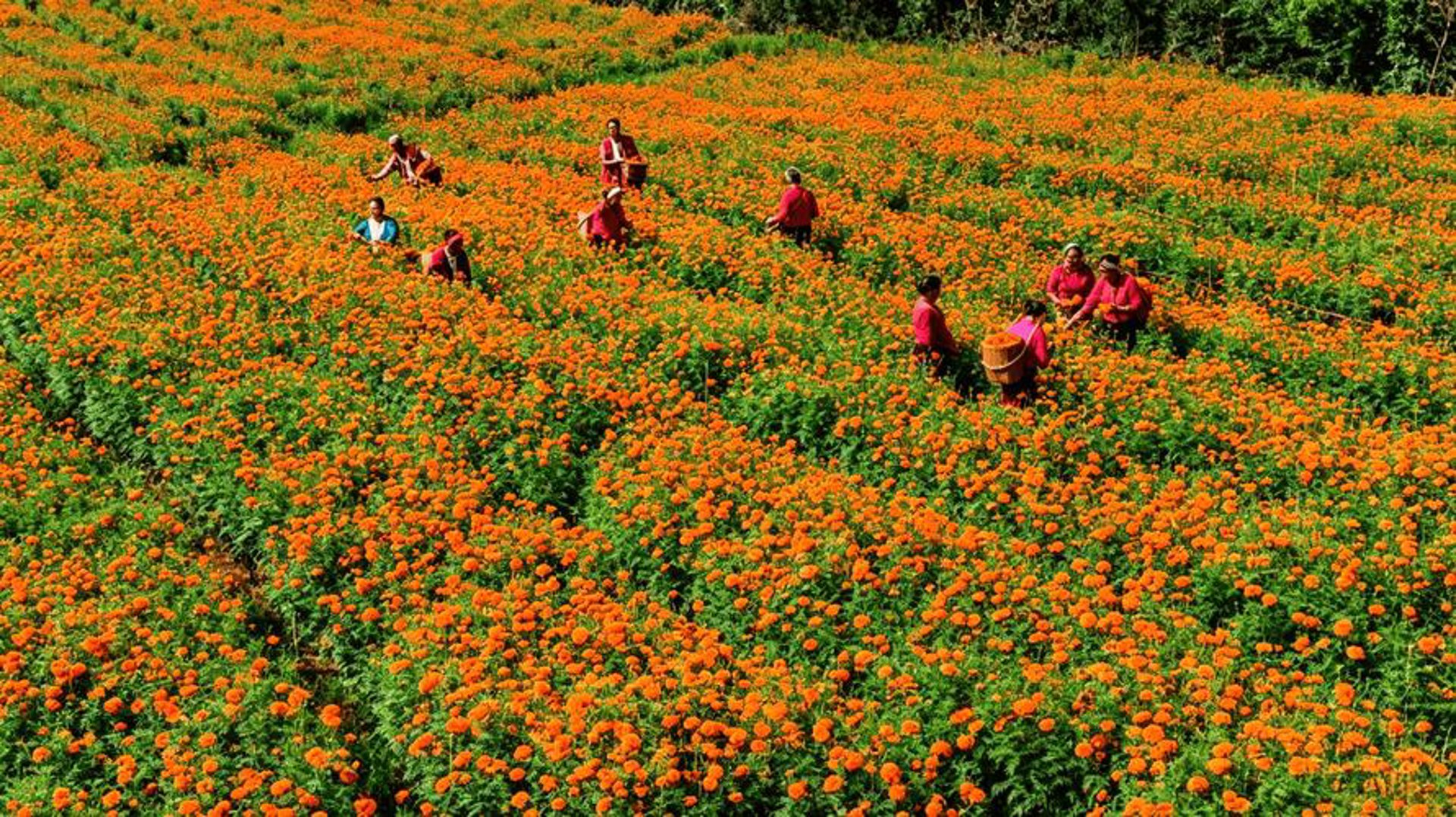 漫香花卉